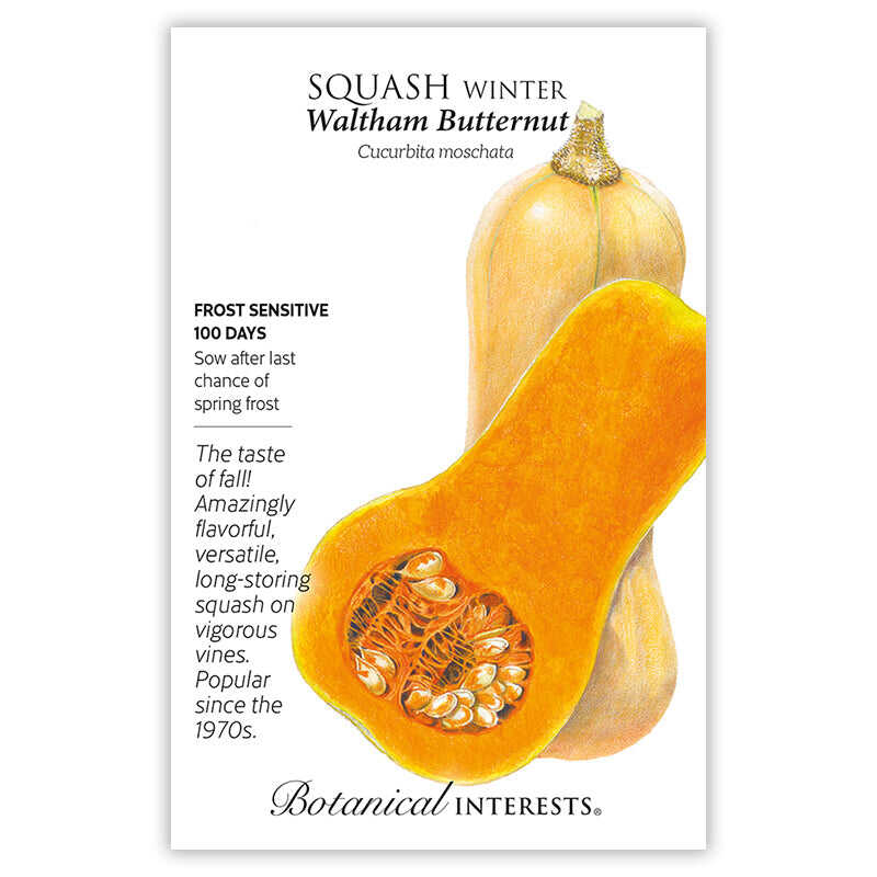 Front of an organic Botanical Interests seed packet for Waltham Butternut Winter Squash Seeds featuring botanical information and illustration of a whole butternut squash next to a sliced half showing seeds and bright orange flesh.