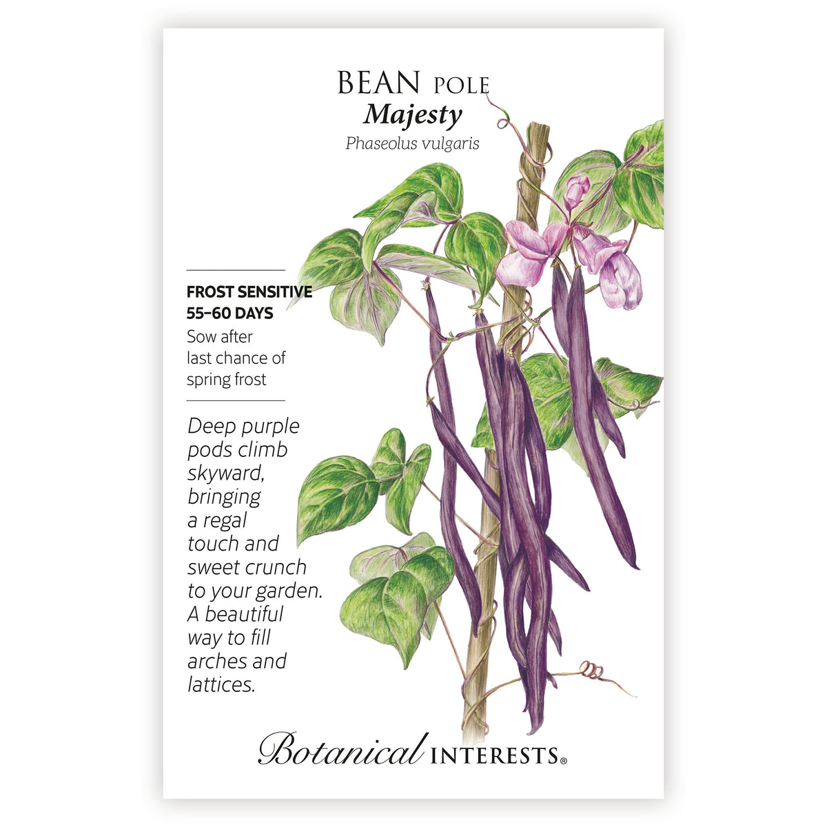 Seed packet for Bean Pole Majesty with botanical illustration and botanical information.