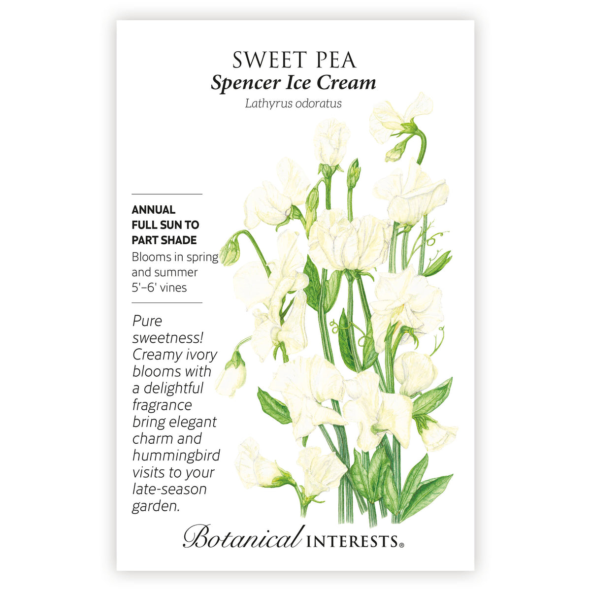 Spencer Ice Cream Sweet Pea seed packet with botanical illustration and botanical information on a white background