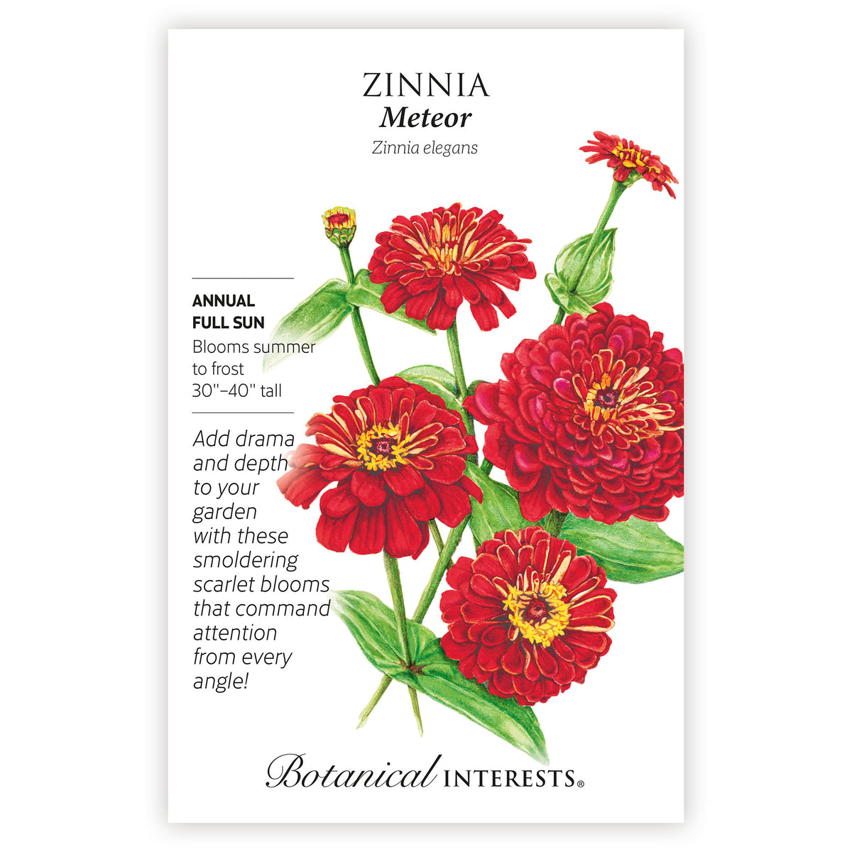 Zinnia Meteor seed packet with red flowers and botanical details on a white background