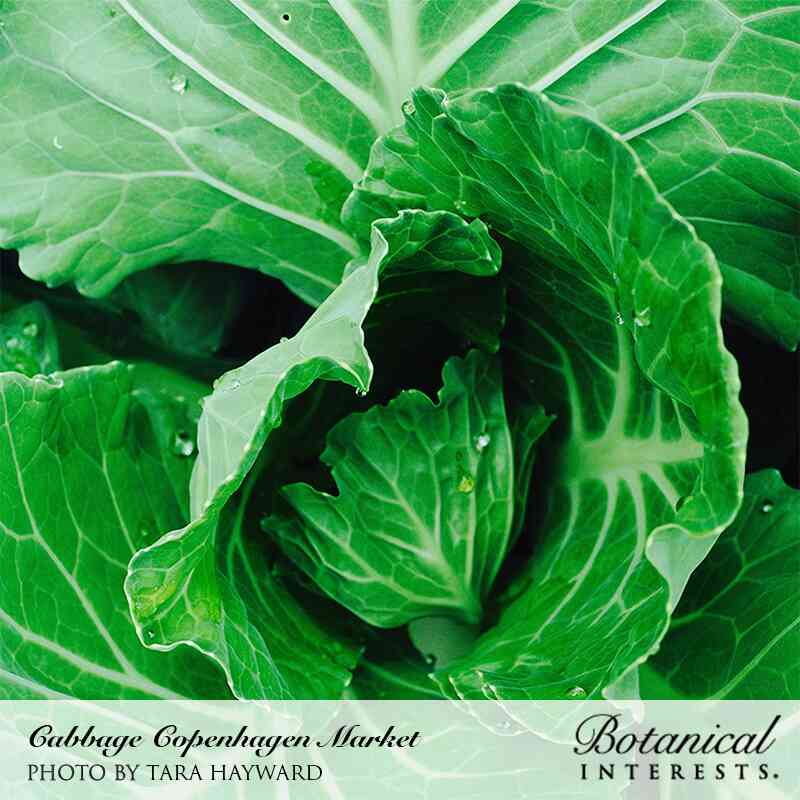 Close-up of a young Copenhagen Market cabbage plant, its tightly curled pale green leaves showing prominent veins and scattered water droplets, with outer leaves spreading around the developing head.