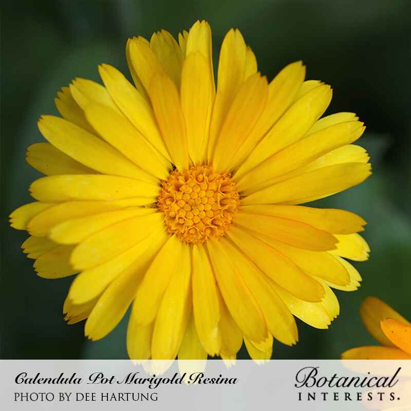 Close-up of a Resina pot marigold (Calendula) bloom with layered golden-yellow petals surrounding a dense, textured orange central disk, set against a dark blurred green background; caption credits photographer Dee Hartung.