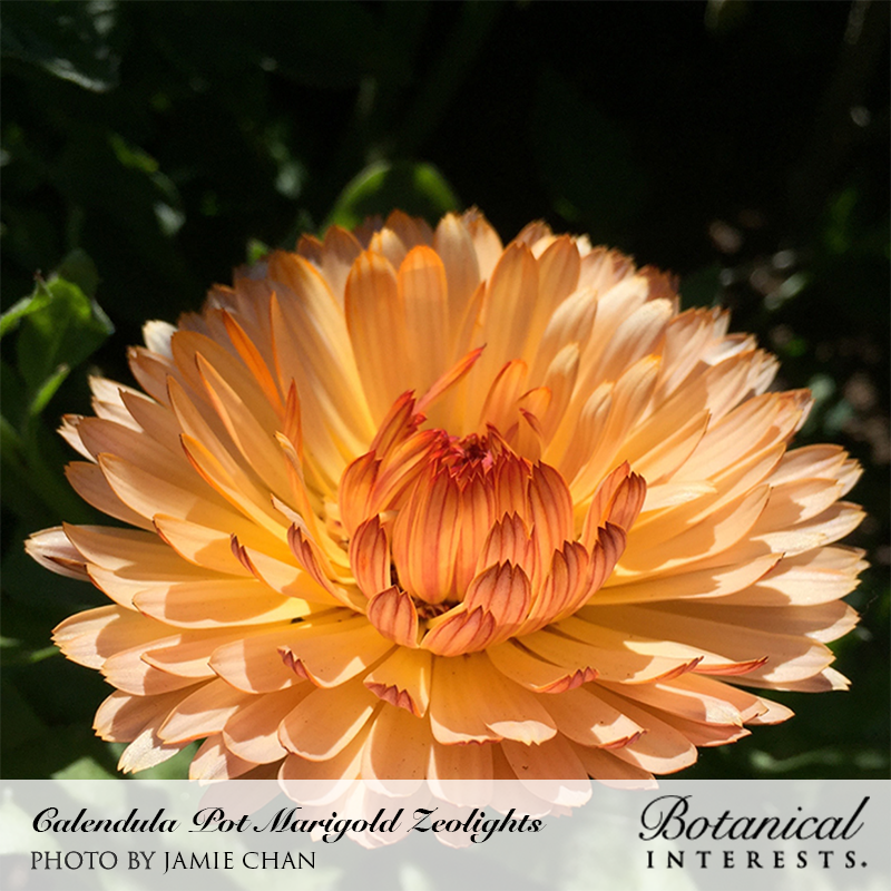 Close-up of a fully bloomed Zeolights calendula flower with layered peach-toned petals streaked in rusty red-orange, densely packed toward a darker apricot center, set against a shadowy green background.