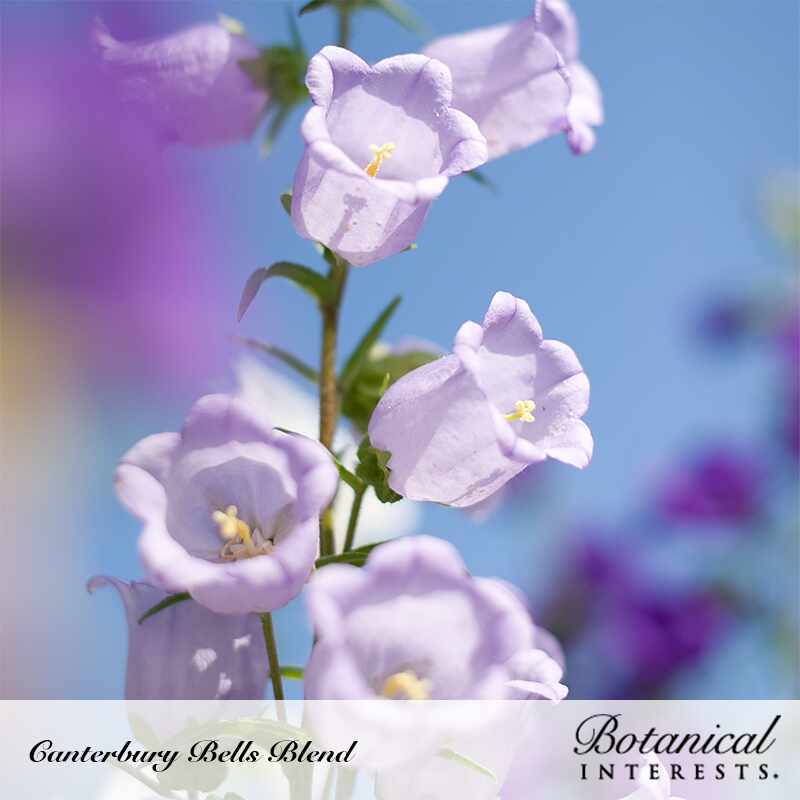 Close-up of pale lavender Canterbury Bells in bloom, showing several bell-shaped flowers with ruffled edges and small yellow centers against a blurred blue sky and purple background, labeled "Canterbury Bells Blend" by Botanical Interests.