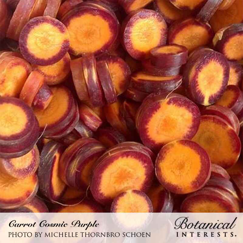 Close-up of sliced Cosmic Purple carrots, showing deep maroon-purple skins encircling vivid orange flesh, cut into rounds and piled together.