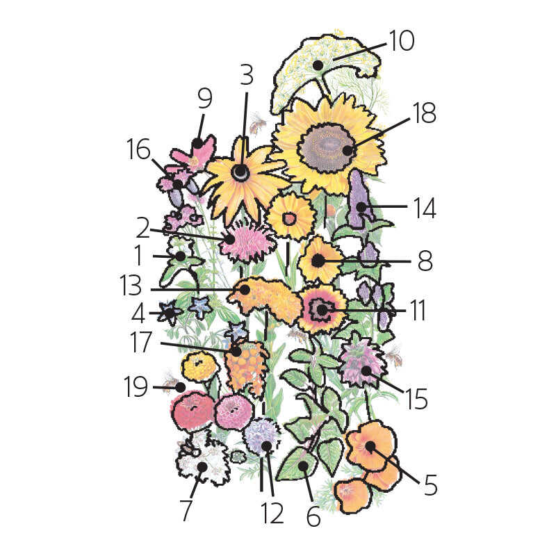 Numbered floral diagram mapping out the flower and herb arrangement for Save the Bees Flower Mix Seeds, including sweet basil, bergamot, black-eyed susan, borage, poppies, coreopsis, cosmos, sunflower, and zinnias.