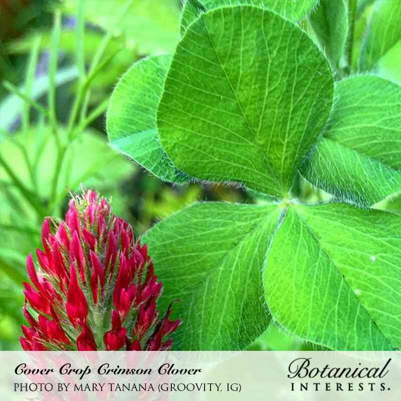 Close-up of crimson clover showing a cone-shaped, fuzzy red flower spike beside large, fuzzy trifoliate green leaves with visible veining, labelled "Cover Crop Crimson Clover" from Botanical Interests.