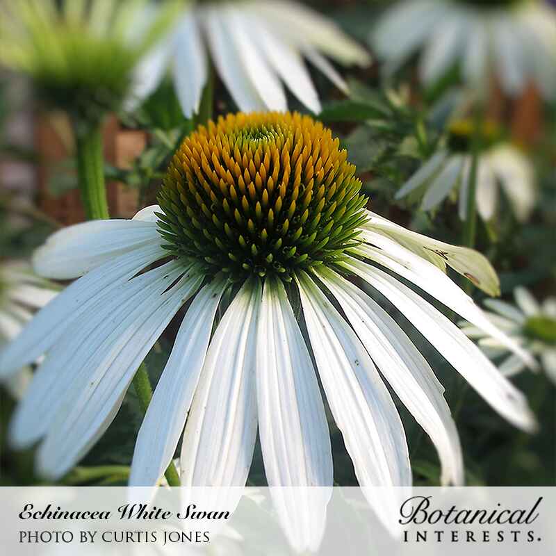 Close-up of a White Swan Echinacea coneflower with drooping white petals surrounding a domed orange-and-green central cone, set against a blurred garden background, with photo credit and Botanical Interests branding along the bottom.
