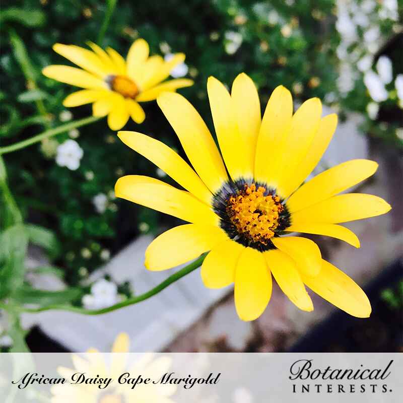 Close-up of a bright yellow African daisy Cape marigold flower with a dark ringed center and orange pollen-tipped stamens, a second bloom visible behind amid green foliage, with text captioning the plant name and Botanical Interests branding.