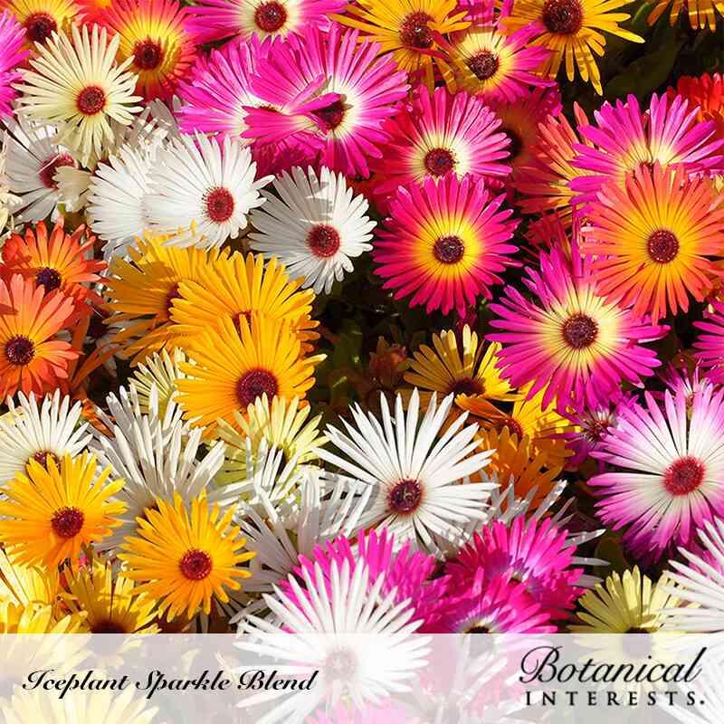 Densely packed iceplant blooms in a mix of magenta, orange, yellow, and white with dark red centers and slender pointed petals, shown under bright sunlight with text reading "Iceplant Sparkle Blend" and the Botanical Interests logo.