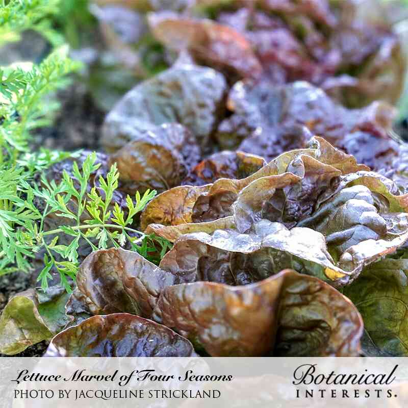 Close-up of Marvel of Four Seasons butterhead lettuce growing in soil, its ruffled leaves streaked in bronze, burgundy, and green, with feathery carrot foliage visible alongside; text credits the photo to Jacqueline Strickland.