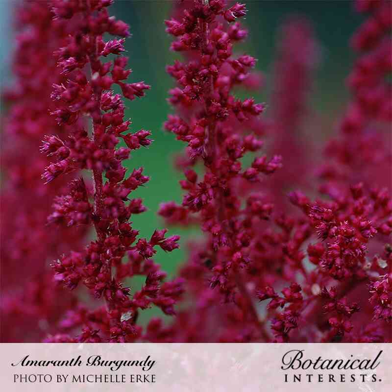 Close-up of Burgundy Amaranth's deep magenta-red flower spikes covered in tiny clustered blooms, set against a softly blurred green background, with a caption crediting photographer Michelle Erke.