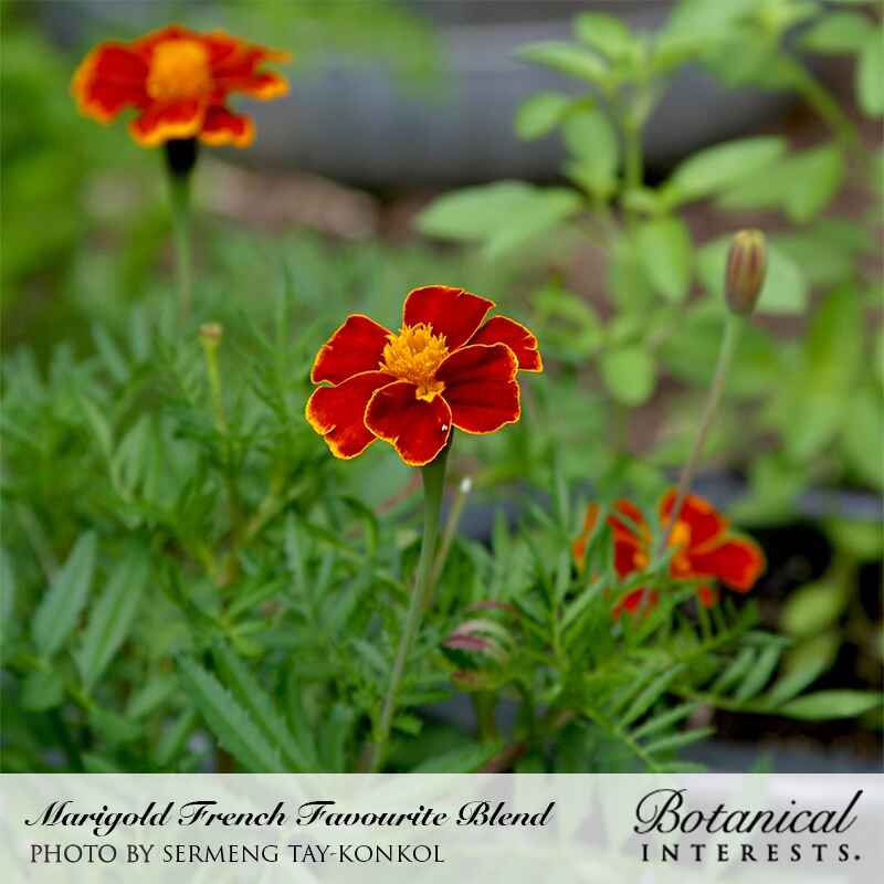 French marigold flowers with deep red petals edged in golden yellow and orange centers, blooming amid ferny green foliage, with a caption identifying the variety as Marigold French Favourite Blend.