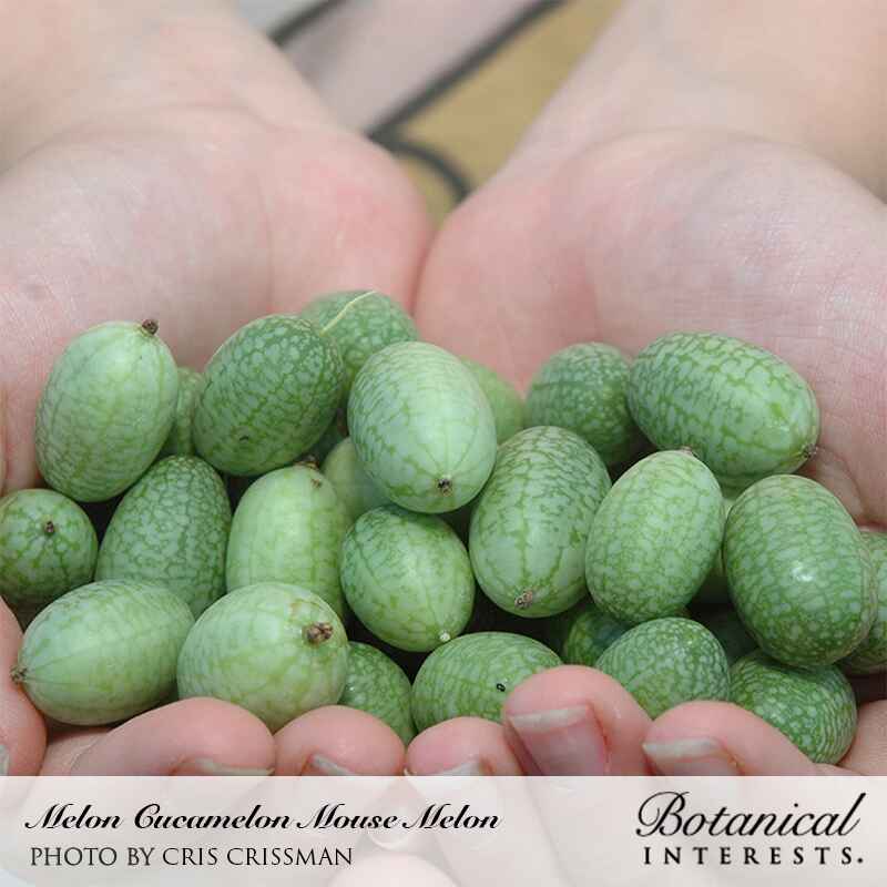 Two cupped hands hold a harvest of grape-sized cucamelons, their pale green skin marked with darker mottled watermelon-like striping.