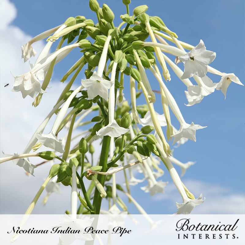 Nicotiana Indian Peace Pipe blooms upward against a blue sky, with clusters of long tubular white flowers and green buds trailing from a central stem, star-shaped petals flared open at the tips.