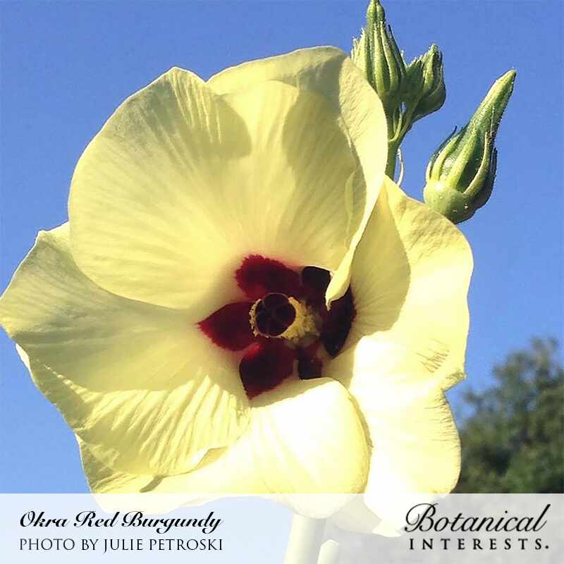 Close-up of a Red Burgundy okra flower with pale yellow petals and a deep maroon-red throat surrounding the central column, two unopened green seed pods visible beside it against a blue sky, labelled "Okra Red Burgundy" from Botanical Interests.