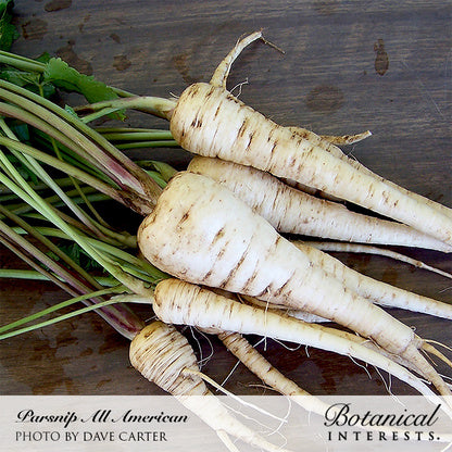 Freshly harvested All American parsnips with pale creamy-white tapered roots, fine root hairs, and leafy green tops, laid on a dark wooden surface, with text noting the variety name and photo credit.