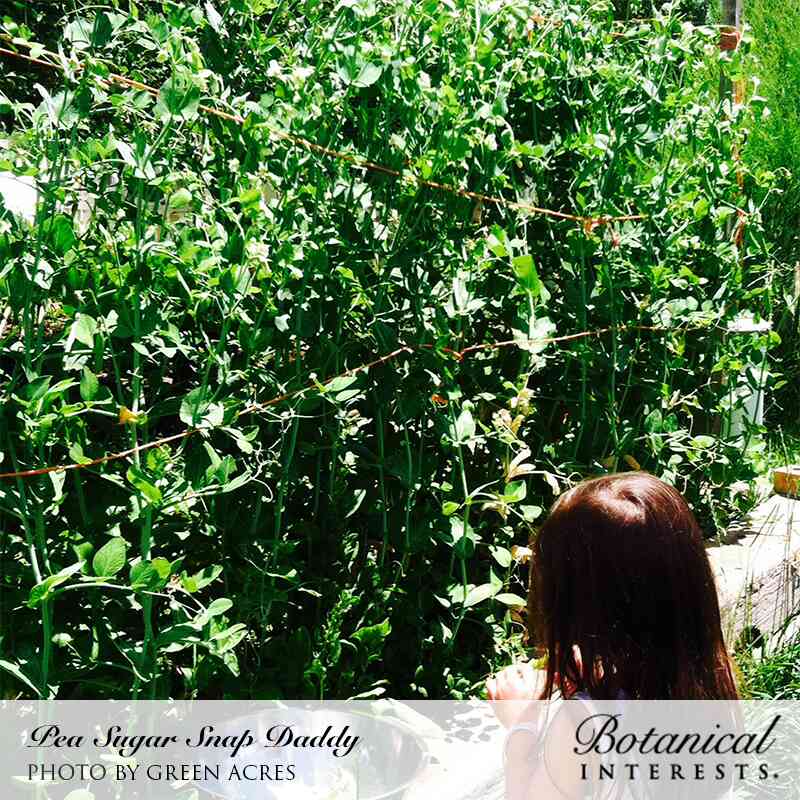 Full view of a lush green Sugar Daddy snap pea plant with dense foliage and small white flowers, featuring "Pea Sugar Snap Daddy / Photo by Green Acres" and "Botanical Interests" branding at the bottom.