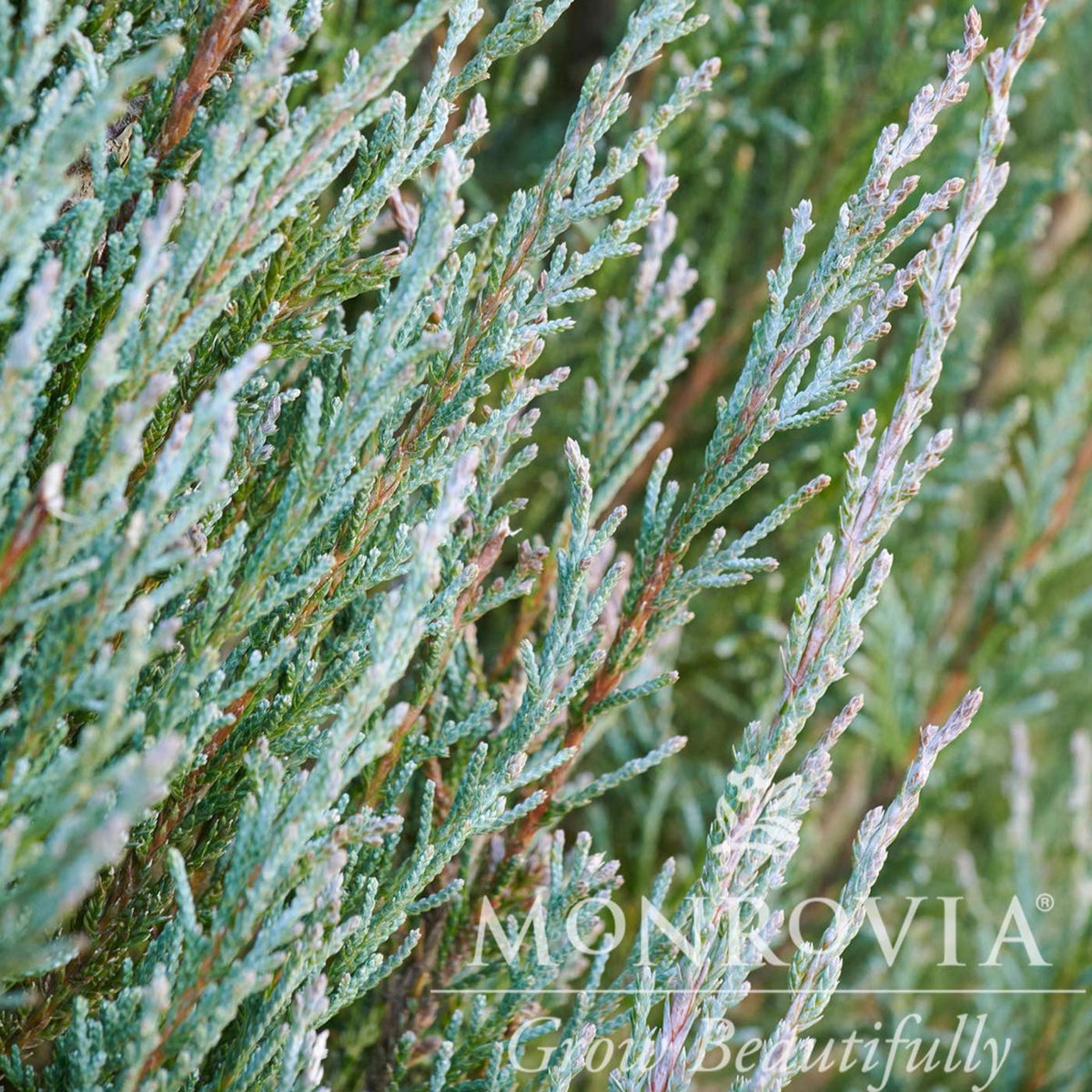 Close-up of silvery blue-green Blue Arrow Juniper foliage with a Monrovia watermark.