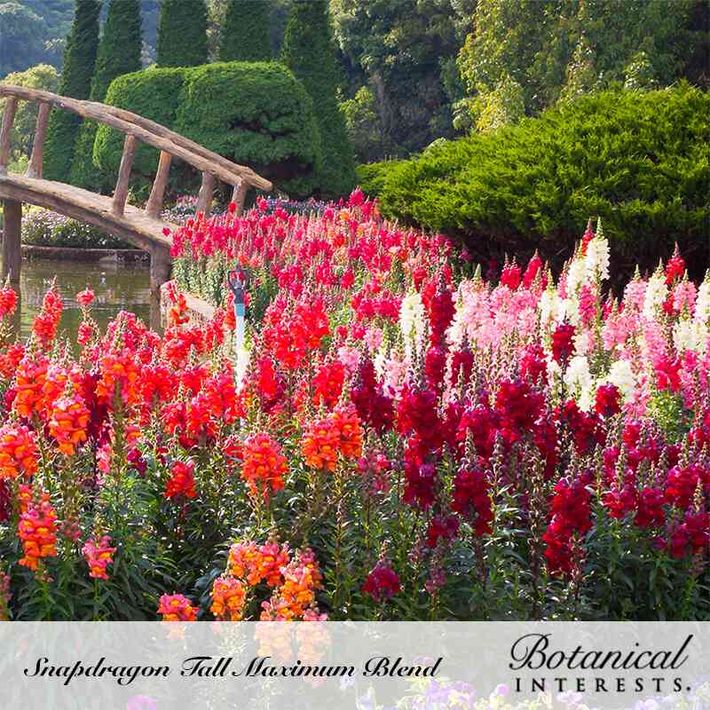 Mass of vibrant red, orange, pink, and white snapdragons blooming in a garden setting with a wooden bridge in the background, labeled "Snapdragon Tall Maximum Blend / Botanical Interests"