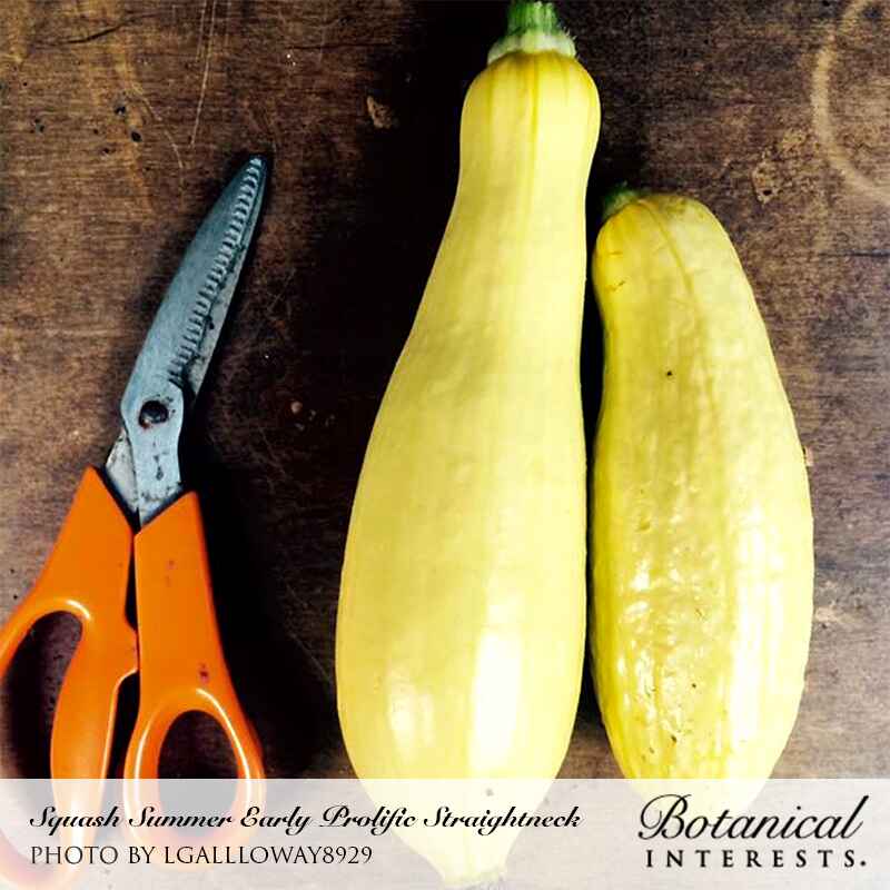 Two harvested Early Prolific Straightneck summer squash, pale yellow with curved necks, lying beside a pair of orange-handled garden scissors on a weathered wooden surface; text credits the photo and names the variety.