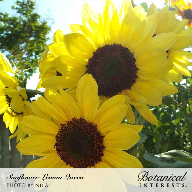 Cluster of Lemon Queen sunflowers with bright yellow petals and dark brown centers, blooming against a sunlit backdrop of green foliage and a wooden fence, image labeled "Sunflower Lemon Queen" from Botanical Interests.