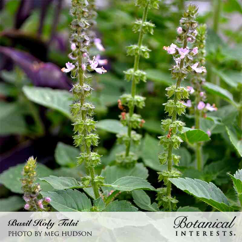 Holy tulsi basil plant with upright fuzzy green flower spikes bearing small pale pink blossoms, surrounded by serrated green leaves and purple foliage blurred in the background.