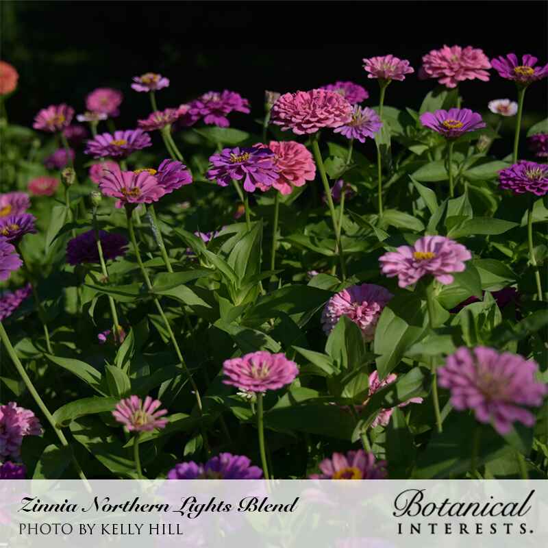 A dense cluster of Northern Lights Blend zinnias in shades of pink and purple with fully double blooms, growing on tall green stems against a dark, shaded background.