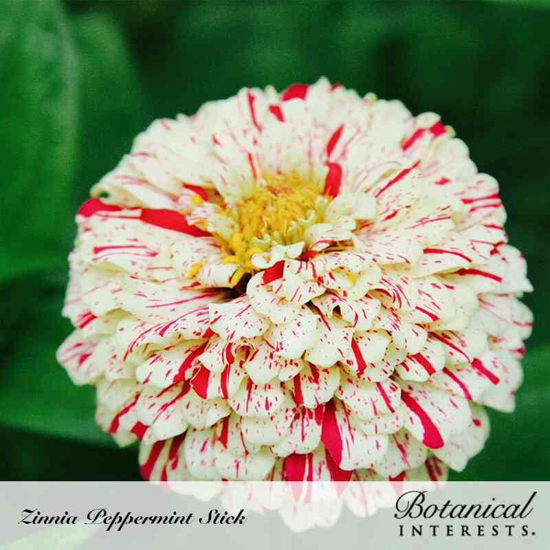 Close-up of a fully bloomed Peppermint Stick zinnia with densely layered cream petals streaked in raspberry red and a golden central disc, set against blurred green foliage; text names the variety and brand Botanical Interests.