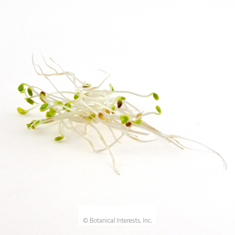 A cluster of alfalfa sprouts with slender pale white stems and tiny green and brown seed husks still attached at the curled tips, arranged loosely against a plain white background.