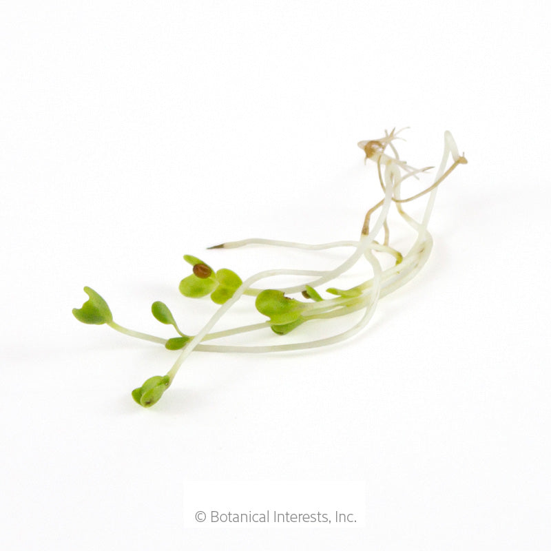 Cluster of broccoli sprouts with pale curved stems, small green leaves, and a few remaining brown seed husks still attached at the tips.