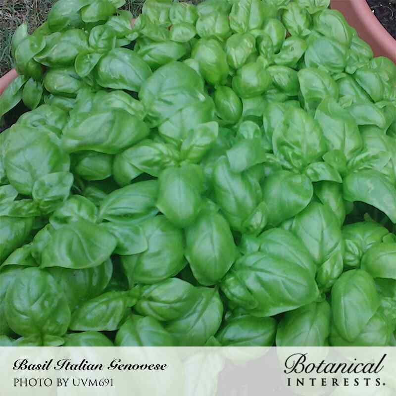 Close-up photo of dense, vibrant green basil foliage in a container with "Basil Italian Genovese" and "Botanical Interests" text printed at the bottom, for Italian Genovese Basil Seeds.