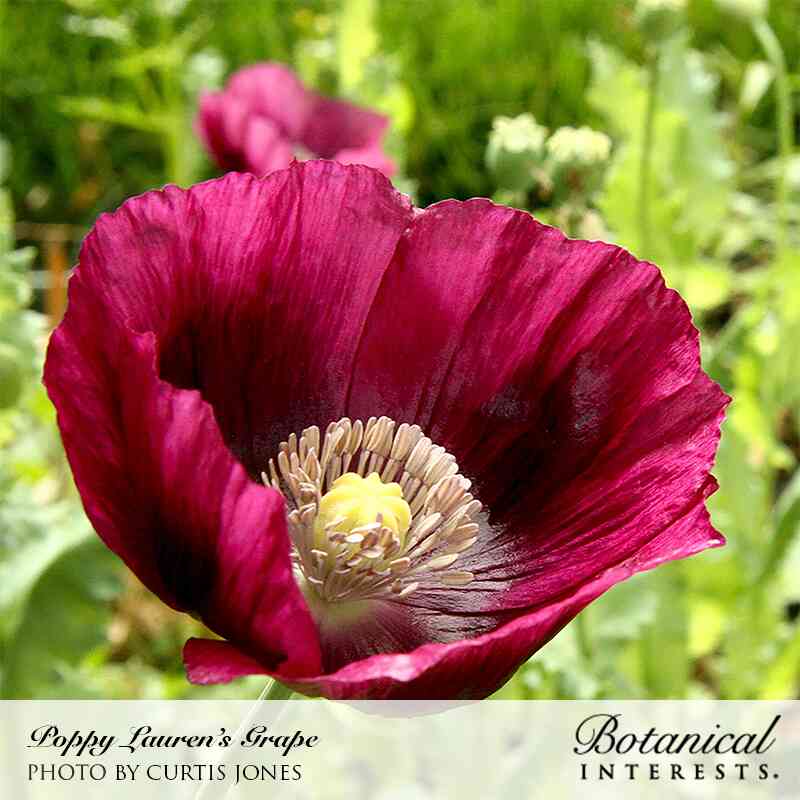 A single 'Lauren's Grape' poppy bloom with deep magenta-purple crinkled petals surrounding a pale yellow-green center and ring of cream stamens, photographed close-up amid green foliage.