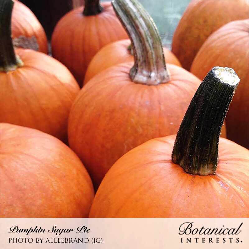 Close-up of several small round Sugar Pie pumpkins with deep orange, ribbed skin and thick pale-green to woody stems, clustered tightly together; text below reads "Pumpkin Sugar Pie" with photo credit and the Botanical Interests logo.