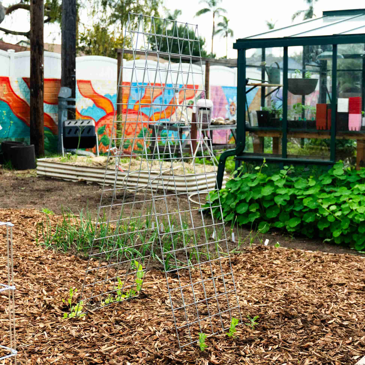 Galvanized steel A-frame trellis set up in a garden with young pea vines growing at the base, near a green glass greenhouse.