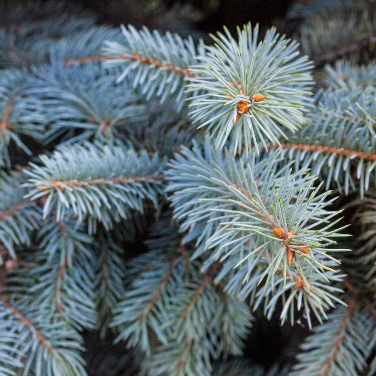 Close-up view of stiff, sharp silvery-blue needles on the branch of a Baby Blue Spruce tree.