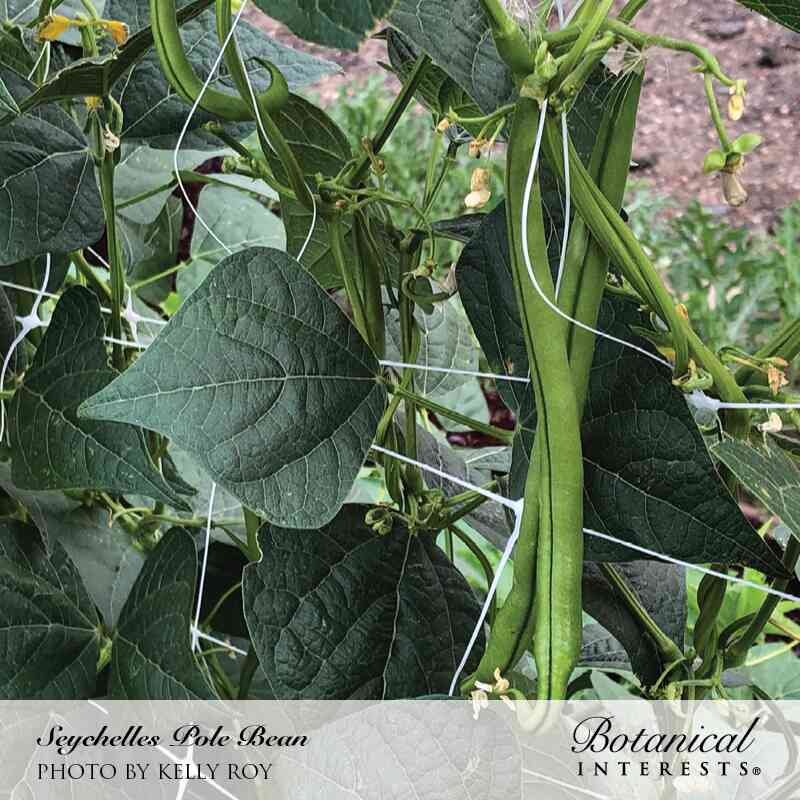 Long slender green pods hang from a Seychelles pole bean vine climbing a string trellis, surrounded by broad dark green leaves and small pale yellow flowers, with mulch visible in the background.