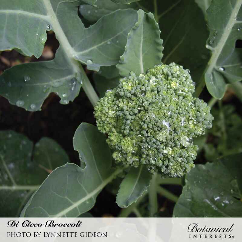 Close-up of a Di Cicco broccoli head with tightly clustered green buds still beaded with water droplets, surrounded by large veined leaves in the garden.