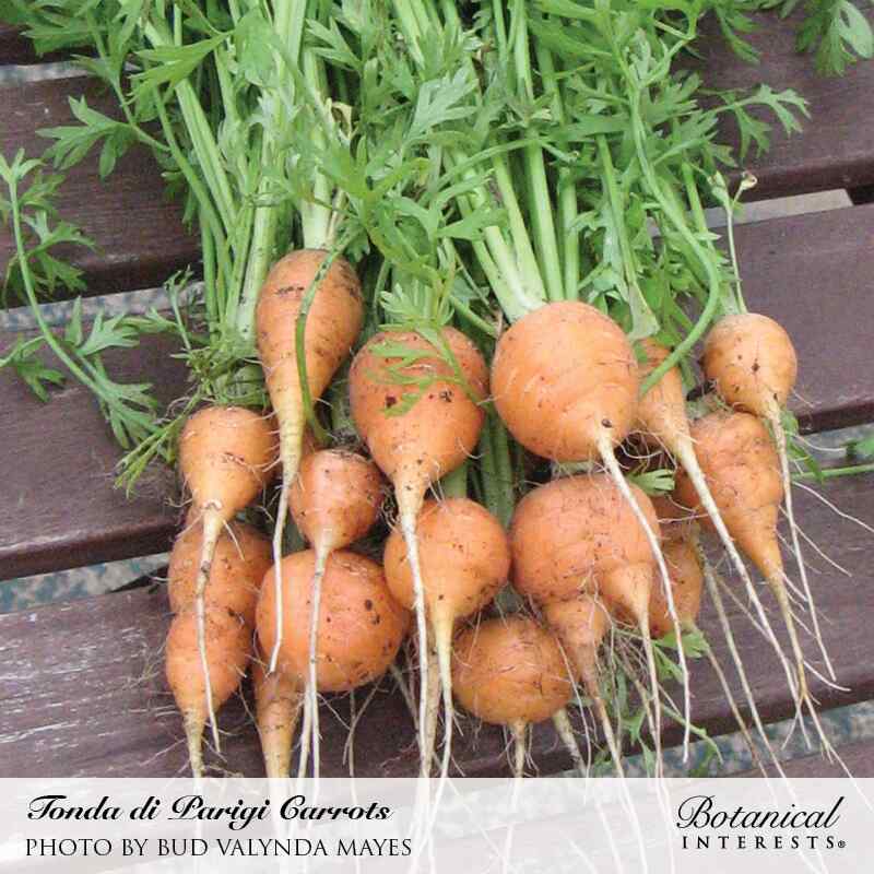 A freshly harvested bunch of Tonda di Parigi carrots with round, orange, ball-shaped roots, thin trailing taproots, dirt still clinging to the skin, and leafy green tops, laid on a dark wooden slatted surface.