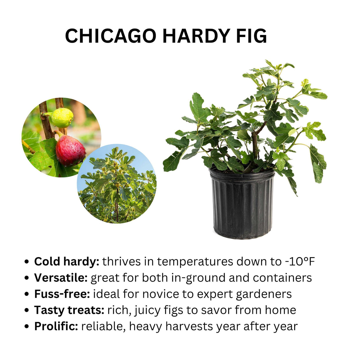 Product infographic titled "CHICAGO HARDY FIG" featuring a potted fig plant alongside circular photo insets of ripening figs and a mature tree, with key bullet points highlighting cold hardiness down to -10°F, versatility, ease of care, and rich fruit harvests.