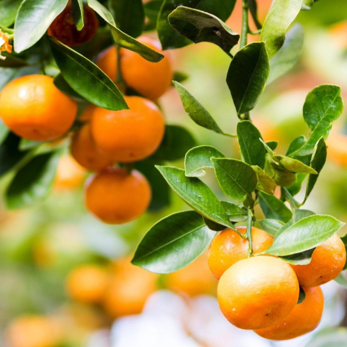Close-up view of bright orange Clementine mandarins ripening in clusters on tree branches surrounded by lush green foliage.
