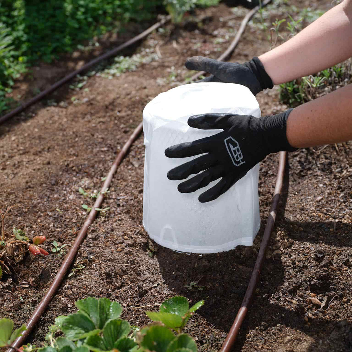 Gloved hands holding a white fabric Critter Cover Frost Blanket fitted over a plant in a garden bed