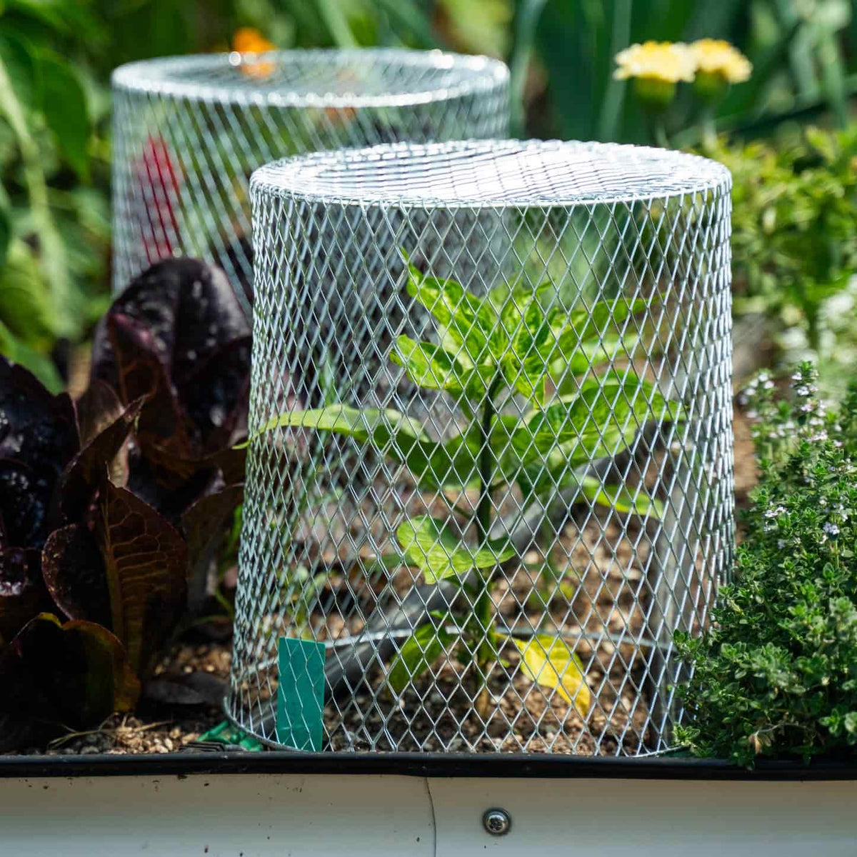 Two galvanised wire mesh critter cages protect young seedlings in a raised garden bed, one covering a leafy green plant, surrounded by dark red lettuce and flowering thyme.