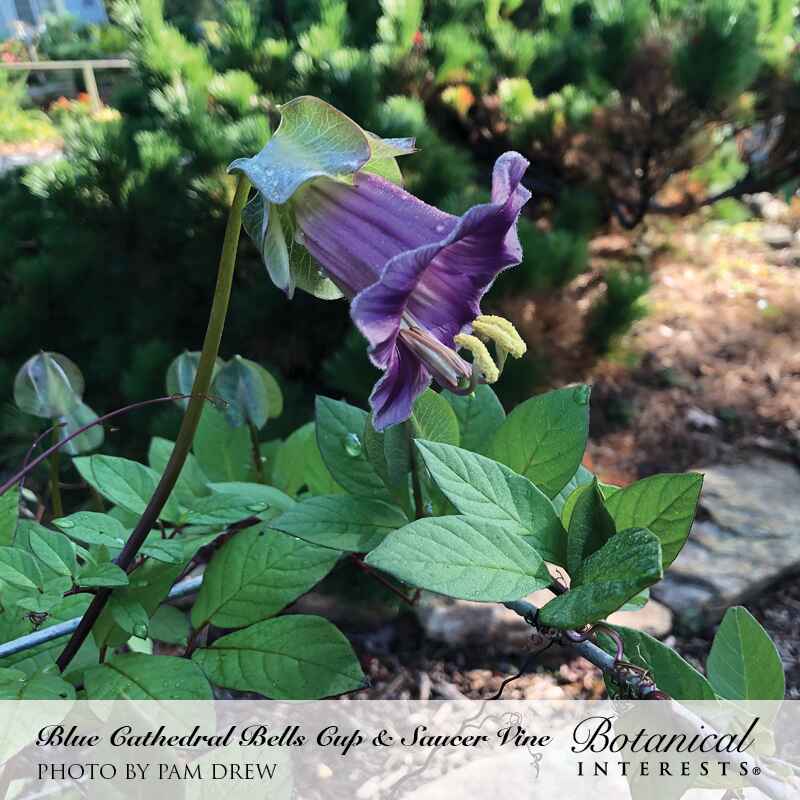 A single nodding Cup and Saucer Vine flower with a bell-shaped purple corolla and pale green saucer-like calyx, its curved yellow stamens visible, growing among heart-shaped green leaves on a vine trailing over a stone garden path.