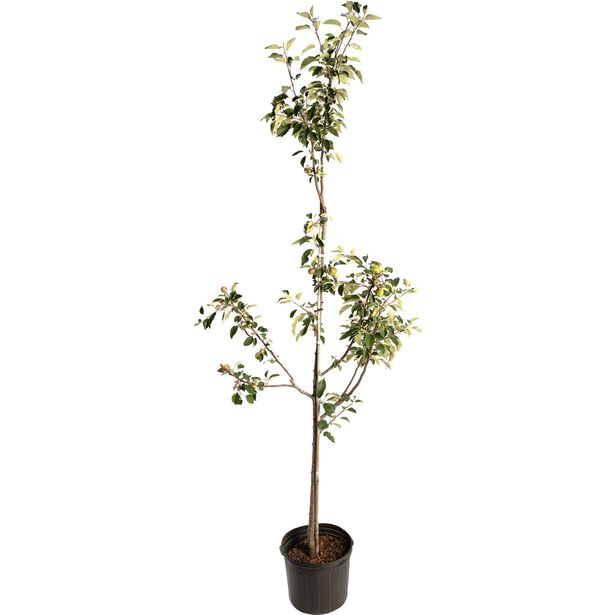 Young potted Granny Smith apple tree with a tall bare central stem, branching lower down into leafy growth bearing small green apples, against a plain white background.