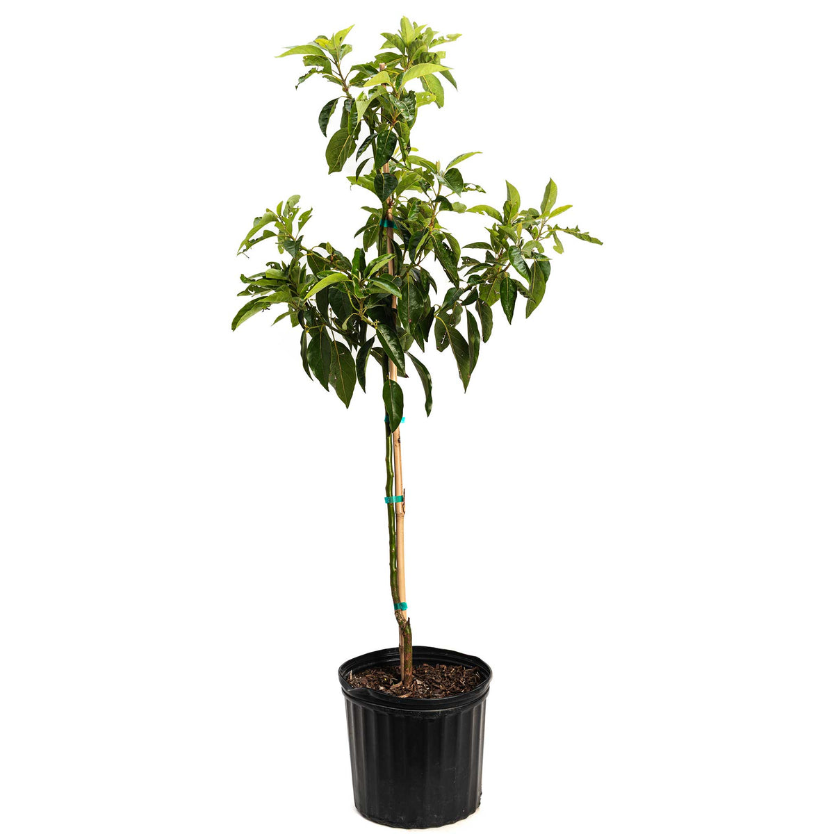 Potted Pancho Cold Hardy Avocado plant with green leaves on a white background