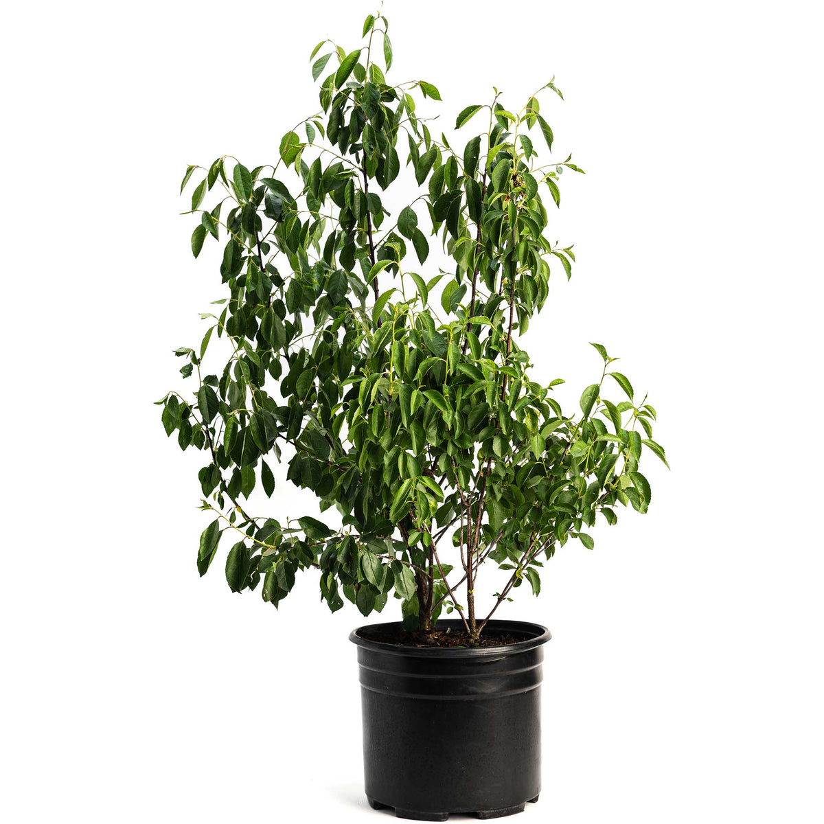 Potted Romeo and Juliet Cherry plant with green leaves on a white background