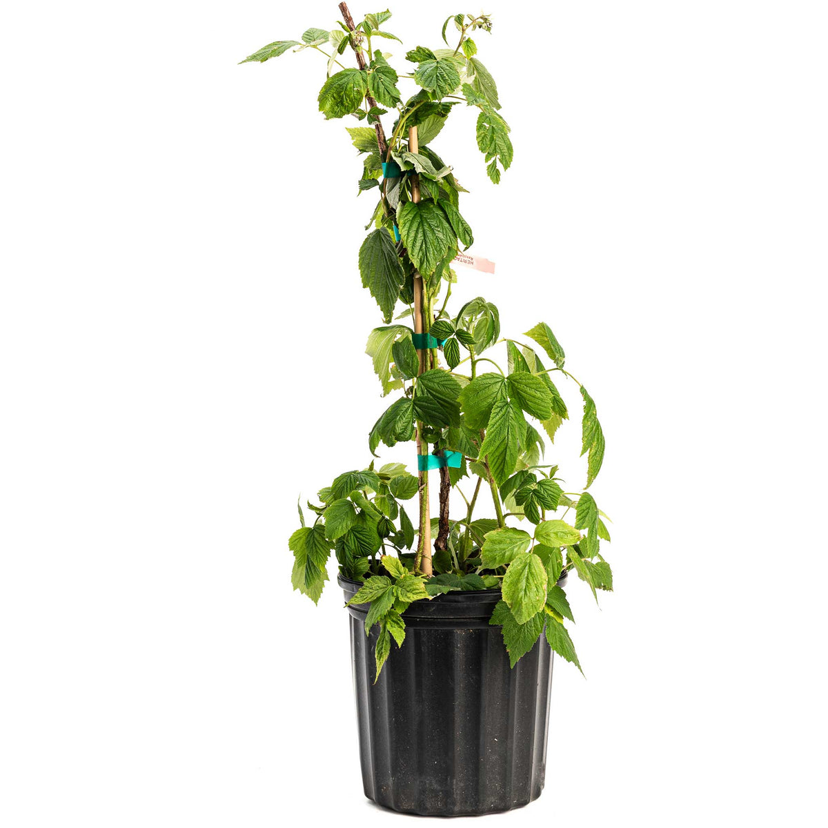Young potted Heritage Raspberry plant with leafy green stems staked in a black nursery container on a plain white background.