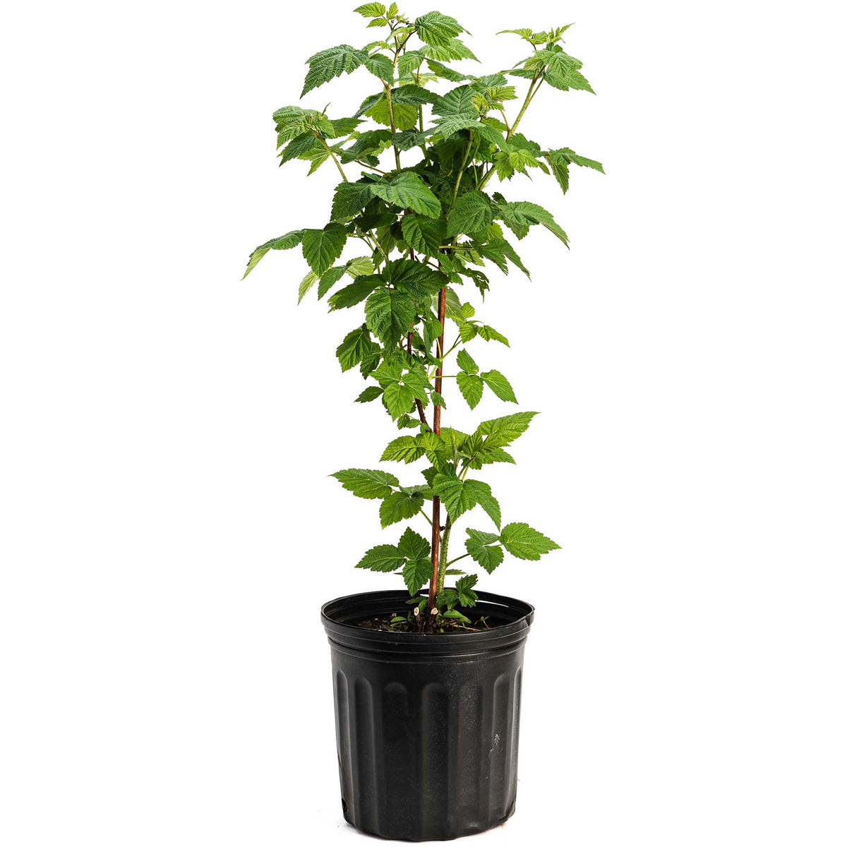 Young Nova Red Raspberry plant in a black nursery pot on a white background.