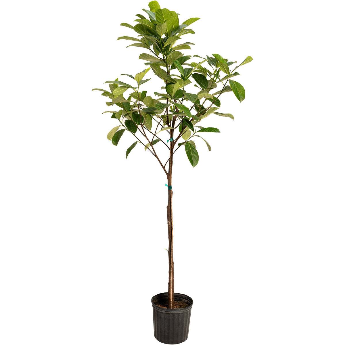 Potted Jackfruit tree in a black nursery pot on a white background.